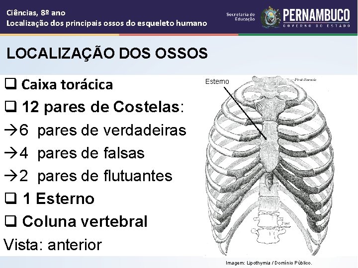 Ciências, 8º ano Localização dos principais ossos do esqueleto humano LOCALIZAÇÃO DOS OSSOS q