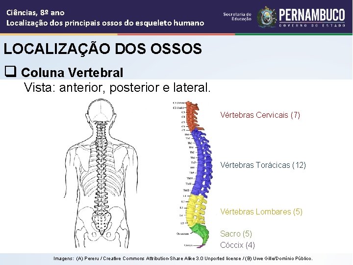 Ciências, 8º ano Localização dos principais ossos do esqueleto humano LOCALIZAÇÃO DOS OSSOS q