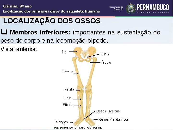 Ciências, 8º ano Localização dos principais ossos do esqueleto humano LOCALIZAÇÃO DOS OSSOS q