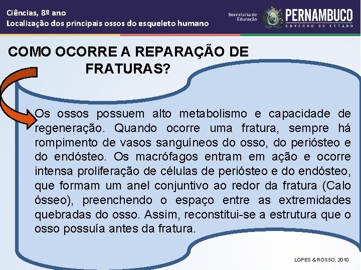 Ciências, 8º ano Localização dos principais ossos do esqueleto humano COMO OCORRE A REPARAÇÃO