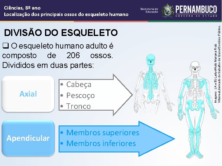 DIVISÃO DO ESQUELETO q O esqueleto humano adulto é composto de 206 ossos. Divididos