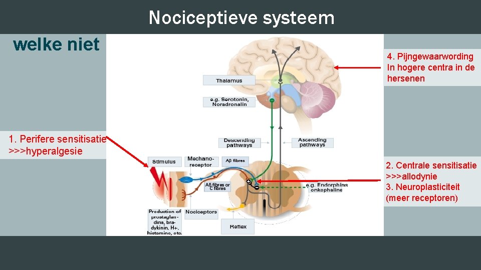 Nociceptieve systeem Coeliacus blokkadevoor welke patiënten welke niet 4. Pijngewaarwording In hogere centra in