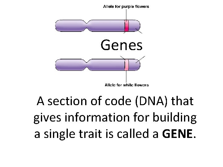 Genes A section of code (DNA) that gives information for building a single trait Genes A section of code (DNA) that gives information for building a single trait