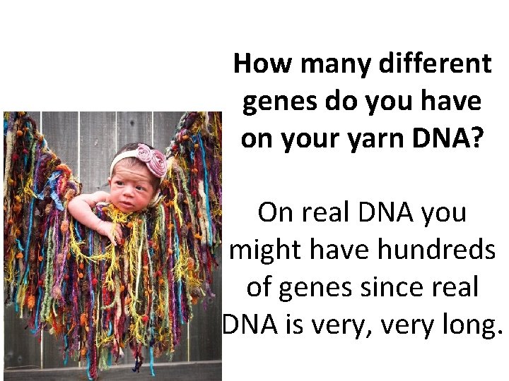 How many different genes do you have on your yarn DNA? On real DNA How many different genes do you have on your yarn DNA? On real DNA