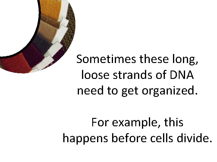 Sometimes these long, loose strands of DNA need to get organized. For example, this