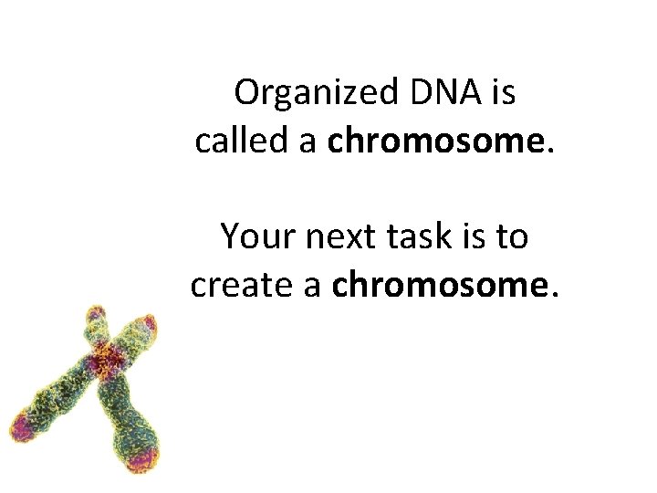 Organized DNA is called a chromosome. Your next task is to create a chromosome. Organized DNA is called a chromosome. Your next task is to create a chromosome.