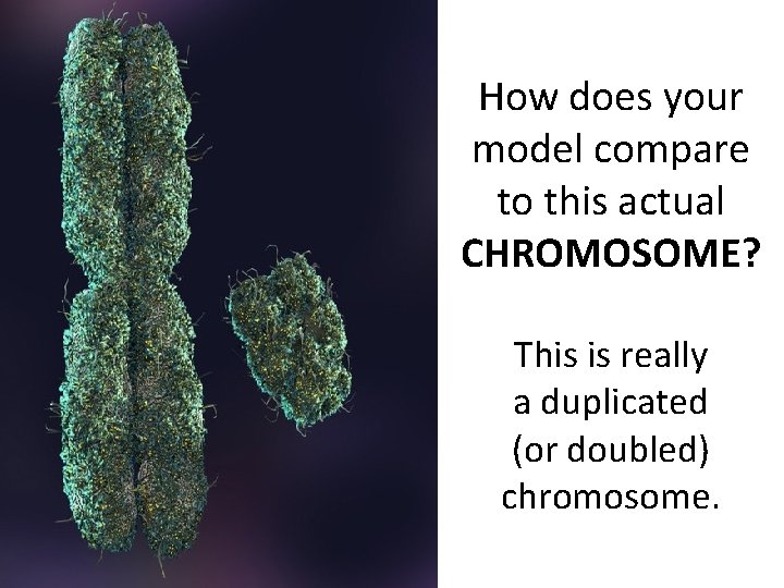 How does your model compare to this actual CHROMOSOME? This is really a duplicated How does your model compare to this actual CHROMOSOME? This is really a duplicated