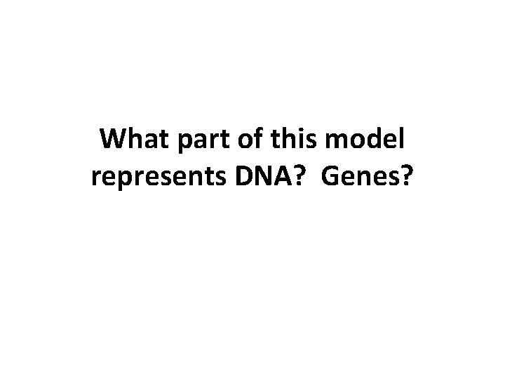 What part of this model represents DNA? Genes? What part of this model represents DNA? Genes?