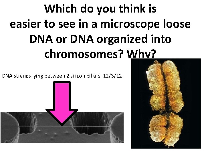 Which do you think is easier to see in a microscope loose DNA organized