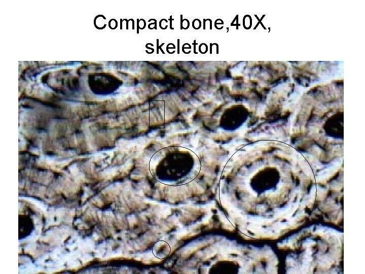 Compact bone, 40 X, skeleton 