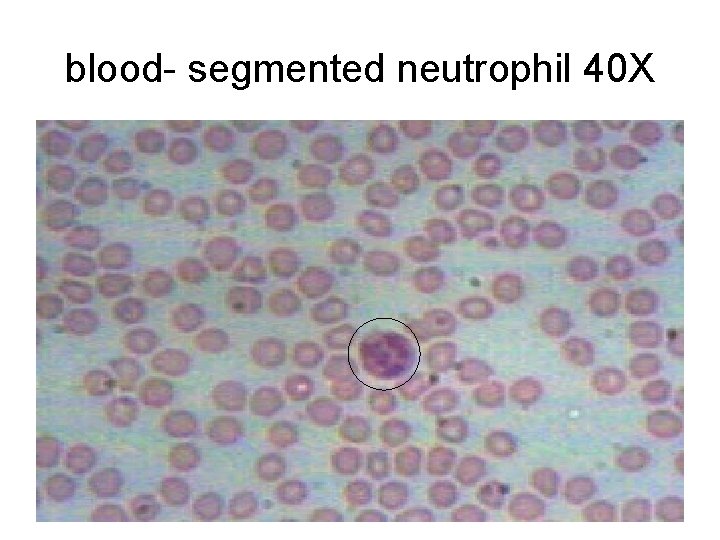 blood- segmented neutrophil 40 X 