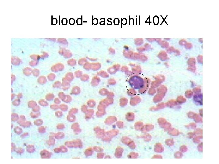 blood- basophil 40 X 