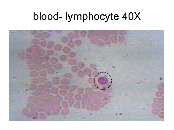 blood- lymphocyte 40 X 