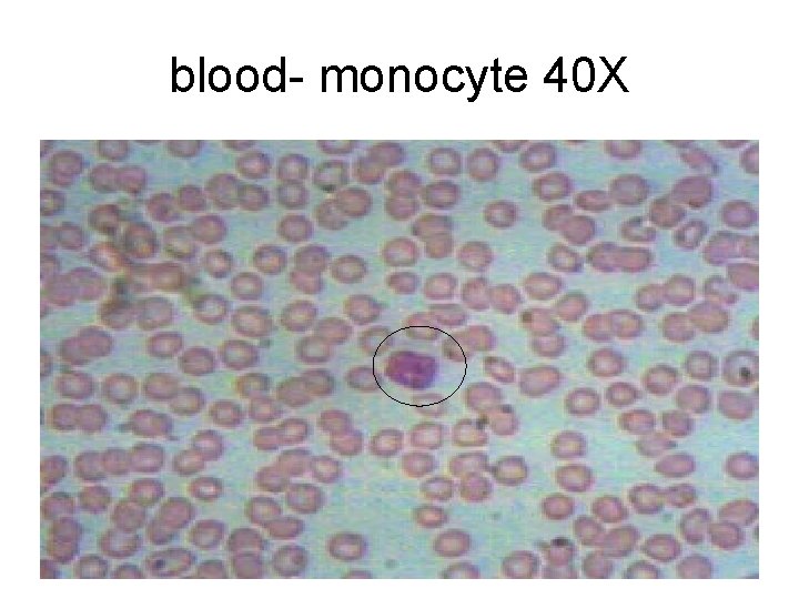 blood- monocyte 40 X 