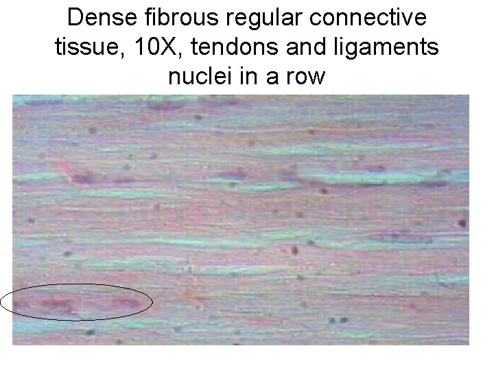 Dense fibrous regular connective tissue, 10 X, tendons and ligaments nuclei in a row