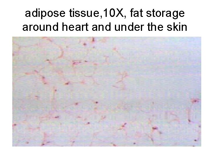 adipose tissue, 10 X, fat storage around heart and under the skin 