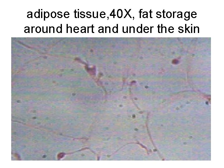 adipose tissue, 40 X, fat storage around heart and under the skin 
