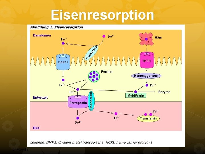 Eisenresorption onkopedia Eisenresorption onkopedia