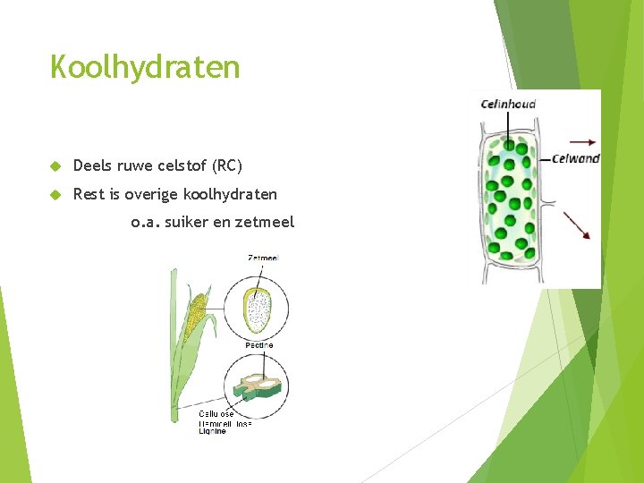 Koolhydraten Deels ruwe celstof (RC) Rest is overige koolhydraten o. a. suiker en zetmeel