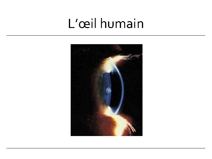 L’œil humain 