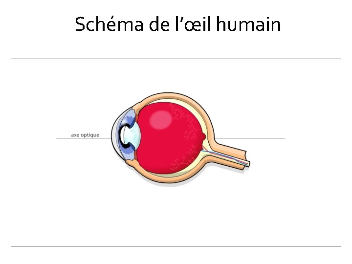 Schéma de l’œil humain 