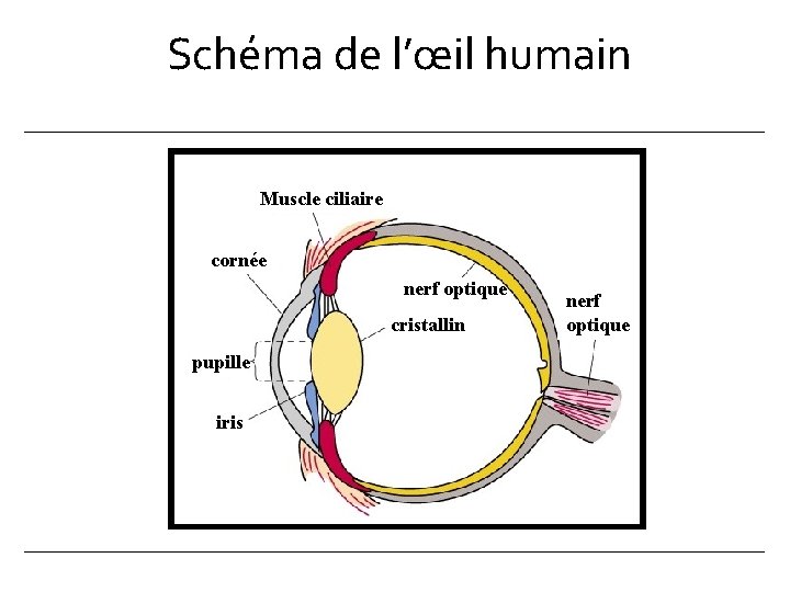 Schéma de l’œil humain Muscle ciliaire cornée nerf optique cristallin pupille iris nerf optique