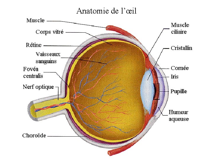 Anatomie de l’œil 