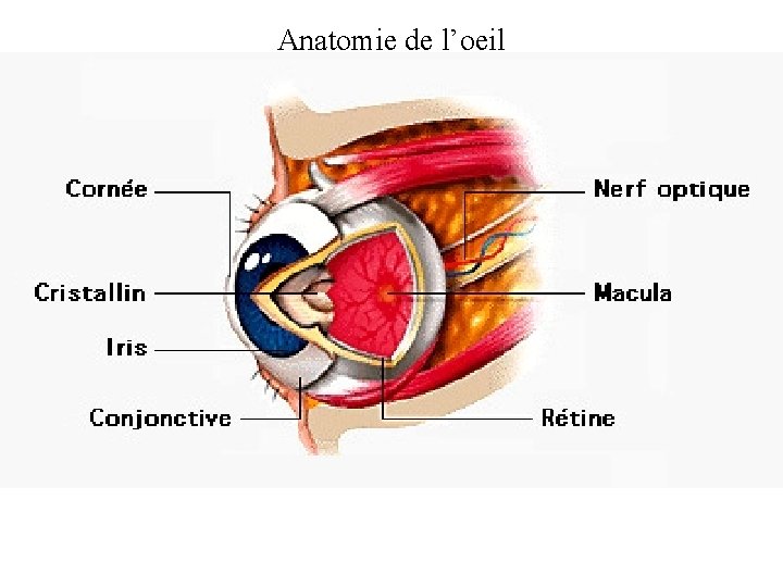 Anatomie de l’oeil 