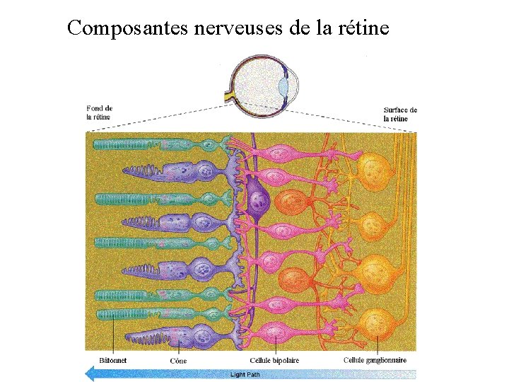 Composantes nerveuses de la rétine 