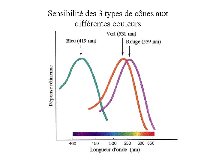 Sensibilité des 3 types de cônes aux différentes couleurs 