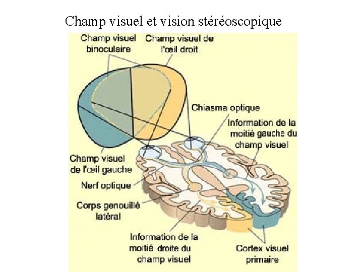Champ visuel et vision stéréoscopique 
