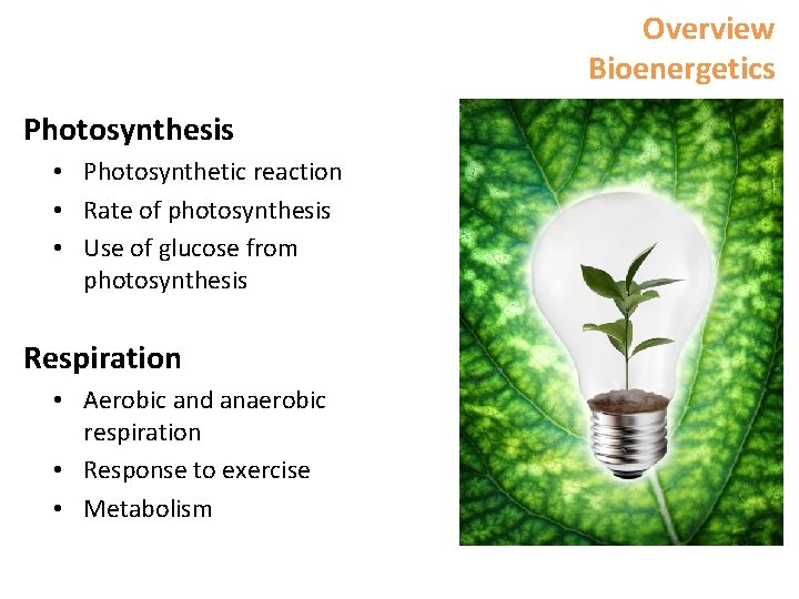 Overview Bioenergetics Photosynthesis • Photosynthetic reaction • Rate of photosynthesis • Use of glucose