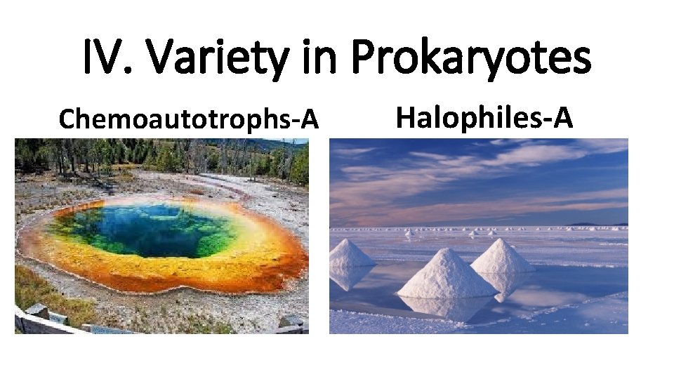 IV. Variety in Prokaryotes Chemoautotrophs-A Halophiles-A 