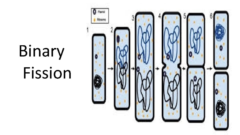 Binary Fission 