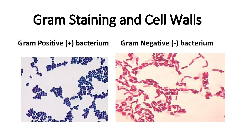 Gram Staining and Cell Walls Gram Positive (+) bacterium Gram Negative (-) bacterium 