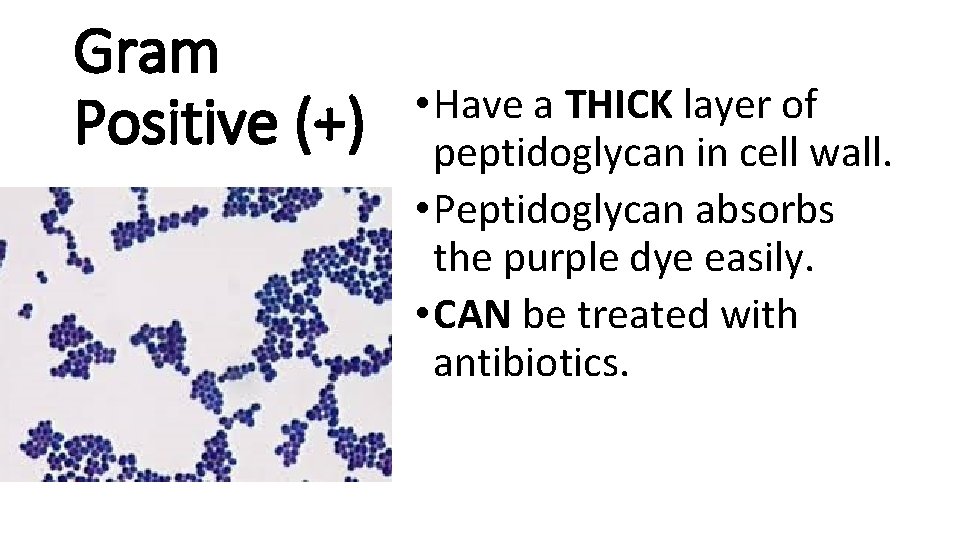 Gram Positive (+) • Have a THICK layer of peptidoglycan in cell wall. •