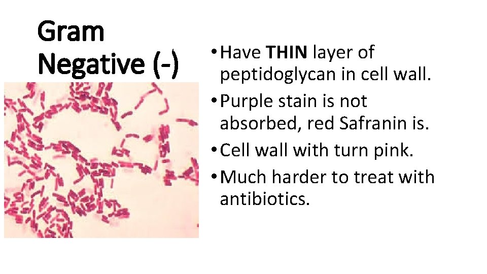 Gram Negative (-) • Have THIN layer of peptidoglycan in cell wall. • Purple