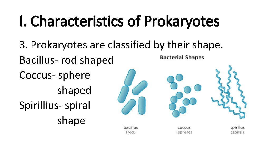 I. Characteristics of Prokaryotes 3. Prokaryotes are classified by their shape. Bacillus- rod shaped