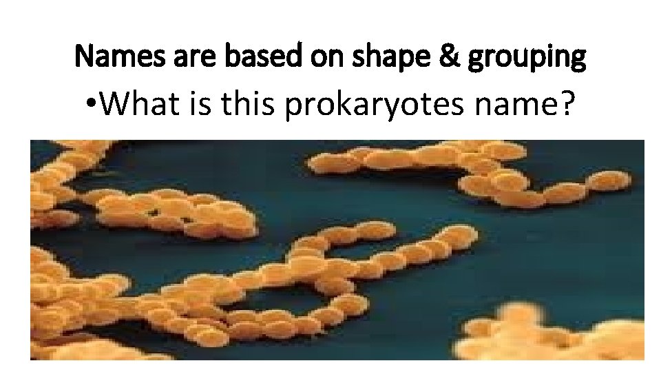 Names are based on shape & grouping • What is this prokaryotes name? 