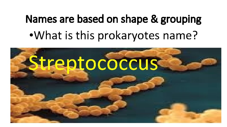 Names are based on shape & grouping • What is this prokaryotes name? Streptococcus