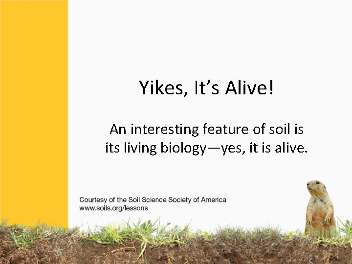 Yikes, It’s Alive! An interesting feature of soil is its living biology—yes, it is