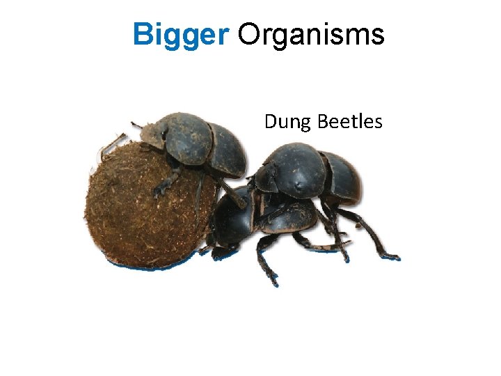 Bigger Organisms Dung Beetles 