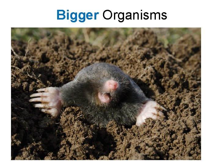 Bigger Organisms 