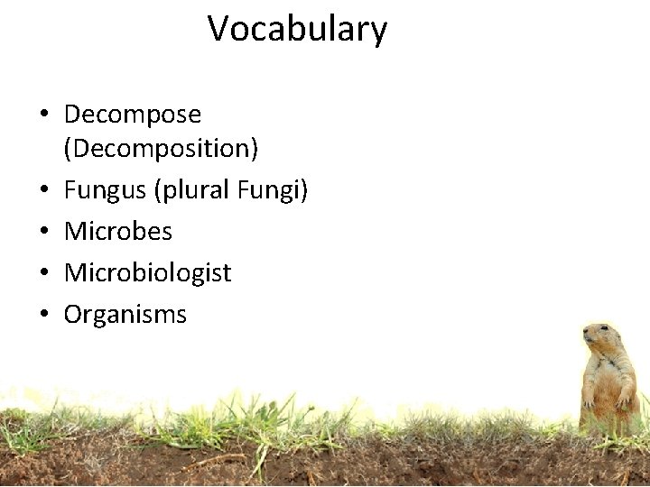 Vocabulary • Decompose (Decomposition) • Fungus (plural Fungi) • Microbes • Microbiologist • Organisms