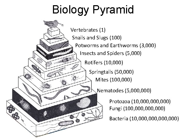 Biology Pyramid Vertebrates (1) Snails and Slugs (100) Potworms and Earthworms (3, 000) Insects