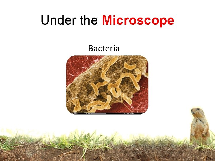 Under the Microscope Bacteria 