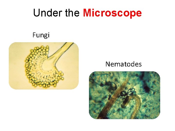 Under the Microscope Fungi Nematodes 