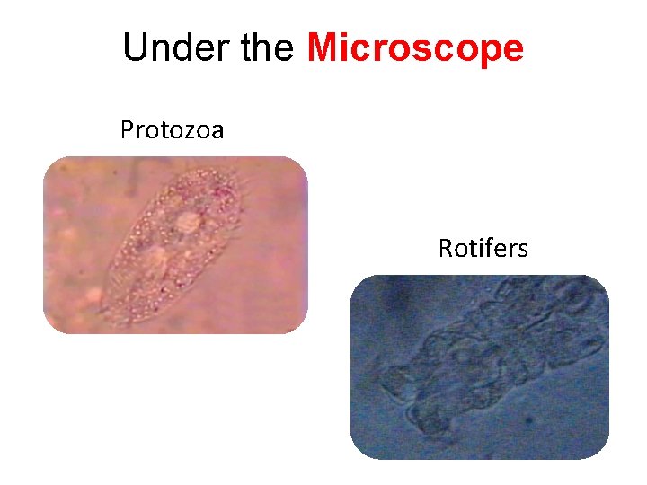 Under the Microscope Protozoa Rotifers 