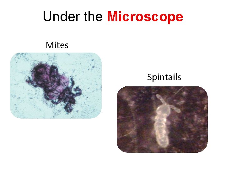 Under the Microscope Mites Spintails 