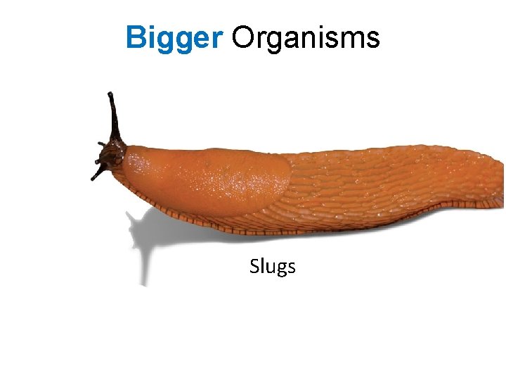 Bigger Organisms Slugs 